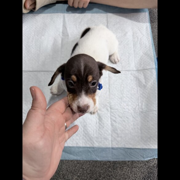 Dachshund (Smooth Haired)