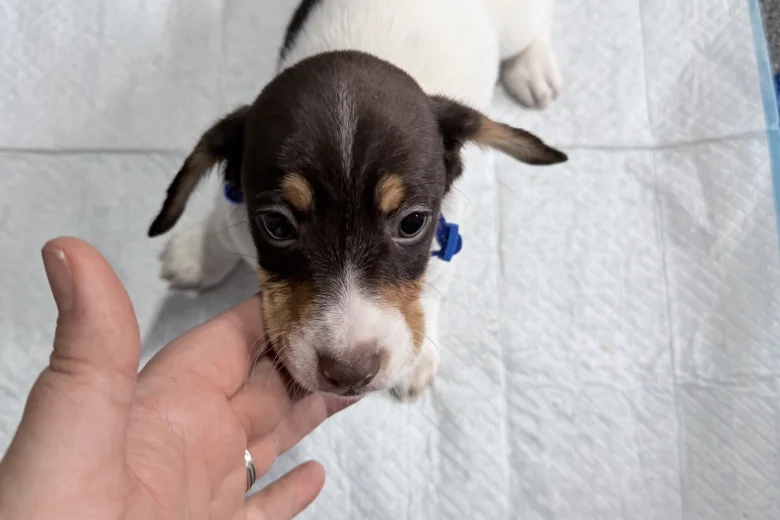Dachshund (Smooth Haired)