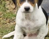Jackapoo
