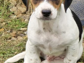 Jackapoo