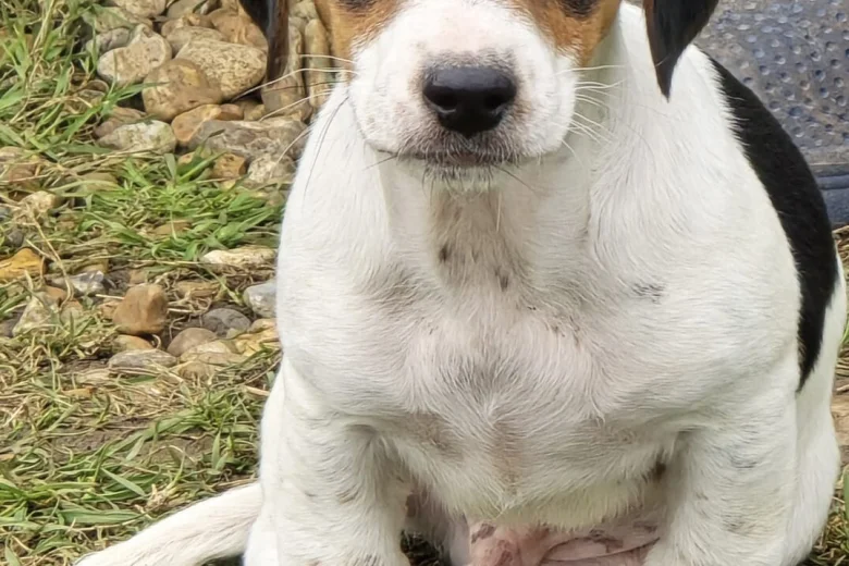 Jackapoo