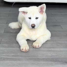 Japanese Akita Inu