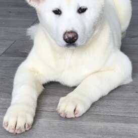 Japanese Akita Inu