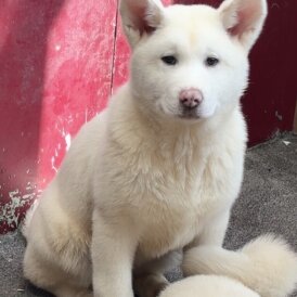 Japanese Akita Inu