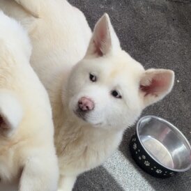 Japanese Akita Inu