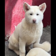 Japanese Akita Inu