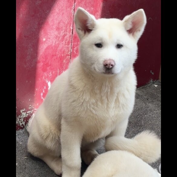 Japanese Akita Inu