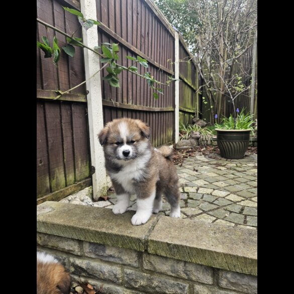 Japanese Akita Inu