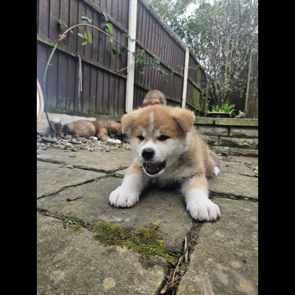 Japanese Akita Inu