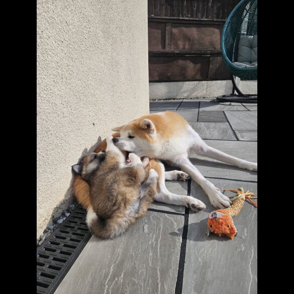 Japanese Akita Inu