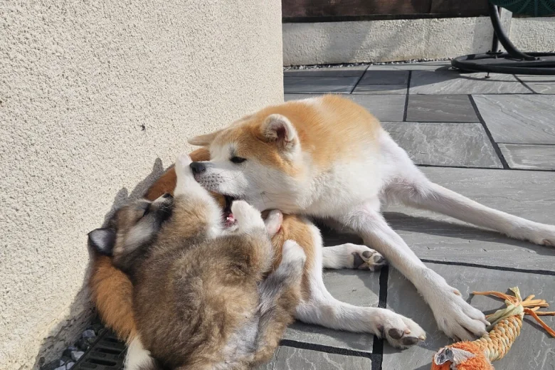 Japanese Akita Inu