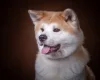 Japanese Akita Inu