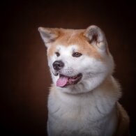 Japanese Akita Inu