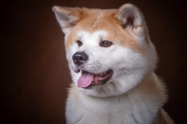 Japanese Akita Inu