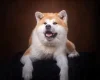 Japanese Akita Inu