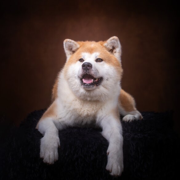 Japanese Akita Inu