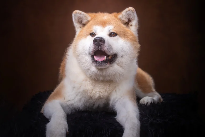 Japanese Akita Inu