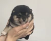 Japanese Shiba Inu