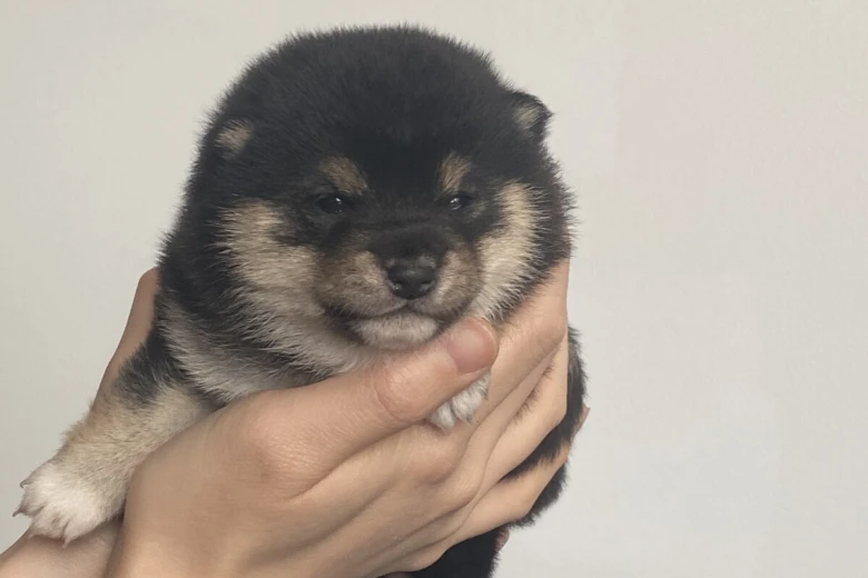 Japanese Shiba Inu