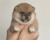 Japanese Shiba Inu