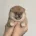 Japanese Shiba Inu