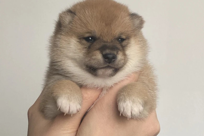 Japanese Shiba Inu