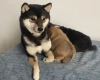 Japanese Shiba Inu