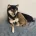 Japanese Shiba Inu