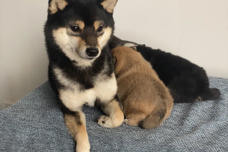 Japanese Shiba Inu