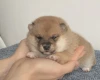 Japanese Shiba Inu