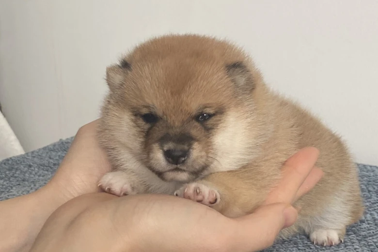 Japanese Shiba Inu
