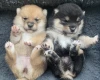 Japanese Shiba Inu