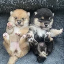 Japanese Shiba Inu