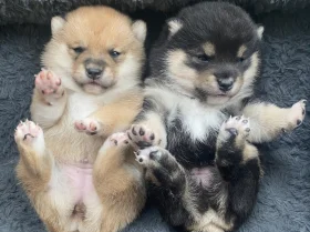 Japanese Shiba Inu