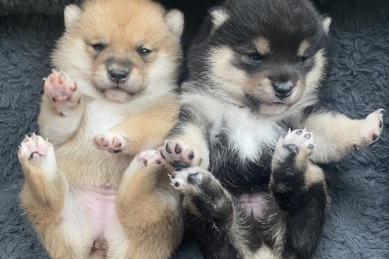 Japanese Shiba Inu