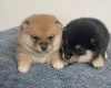 Japanese Shiba Inu