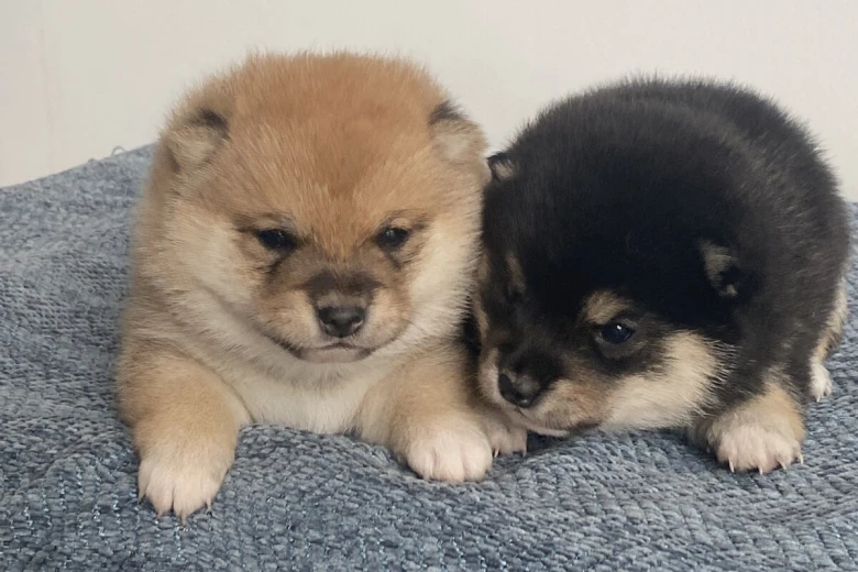Japanese Shiba Inu