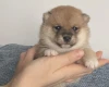 Japanese Shiba Inu