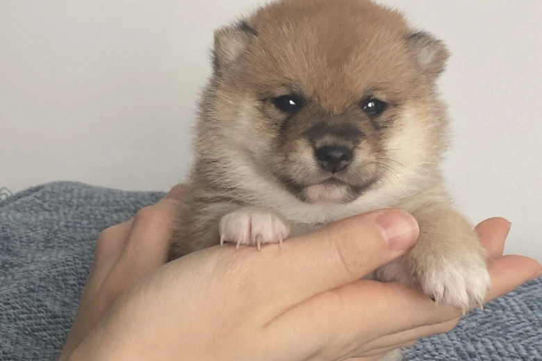 Japanese Shiba Inu