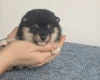 Japanese Shiba Inu