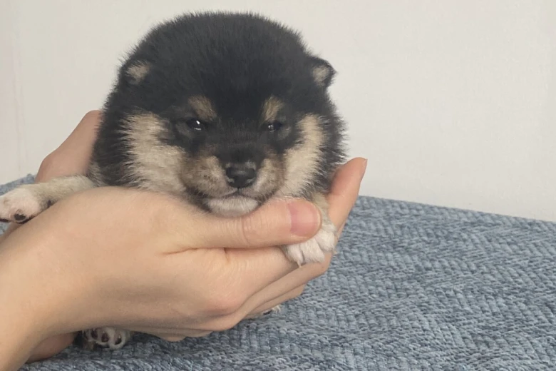 Japanese Shiba Inu