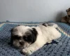 Japanese Chin
