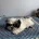 Japanese Chin