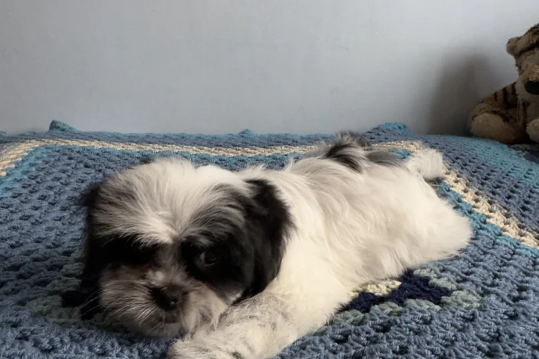 Japanese Chin