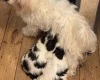 Japanese Chin