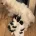 Japanese Chin
