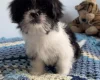 Japanese Chin