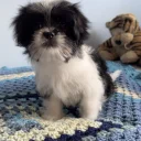 Japanese Chin