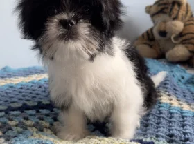 Japanese Chin