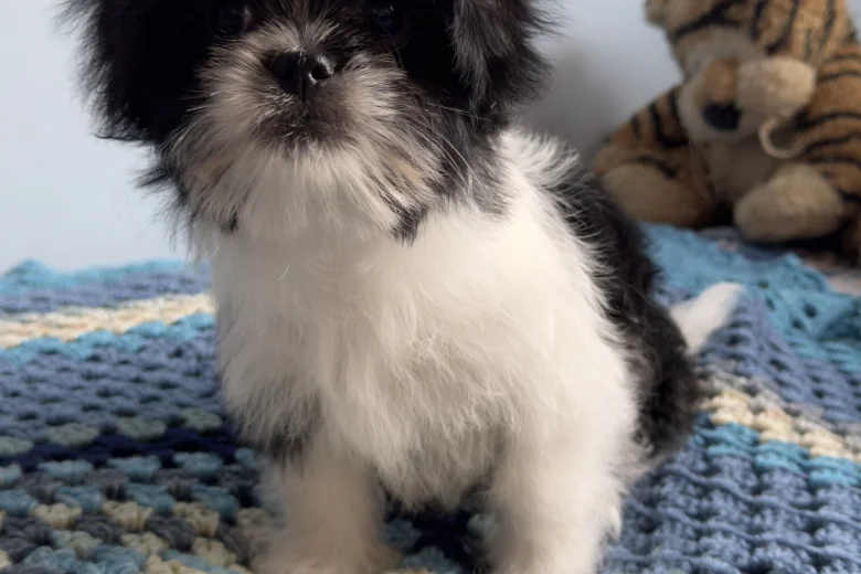 Japanese Chin